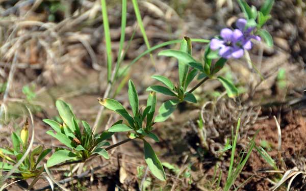 Dyschoriste schiedeana var. decumbens, Spreading Snakeherb, Southwest Desert Flora